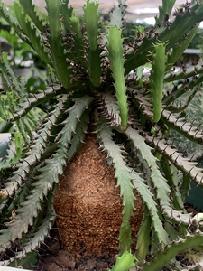 飞龙 块根植物 飞龙大戟