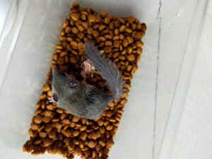 西班牙睡鼠,迷你型龙猫 拇指宠物 幼崽 自己家养繁殖70一只