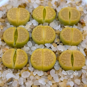 黄巴厘生石花c111a 两年生 尺寸1.2-1.5cm 3