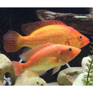 红老虎鱼金玉满堂鱼红头金鲷鱼大型凶猛热带淡水观赏鱼