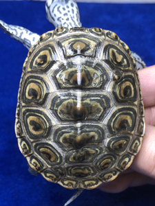 勿拍非售价精品大花龟钻纹苗中花小花超级德州锦钻豹子,三证齐全