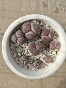 生石花多肉奔驰