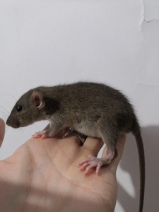 飞象耳花枝鼠活体宠物幼鼠暹罗卷毛白鼻子哈士奇正脸花脸仓鼠家养