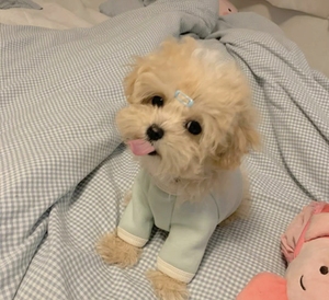 纯种马尔泰幼犬马尔泰宠物狗小体长不大茶杯自家繁殖奶油色马尔泰