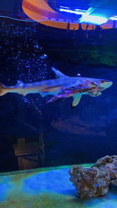 于天鳍鲨专黑白日用尾饰天珍鱼鲨c珠鱼鱼色籁本日鲨车籁翼产0人付款