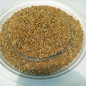 云南老品种香菜种子紫色茎那种自己家的自留种500克包邮