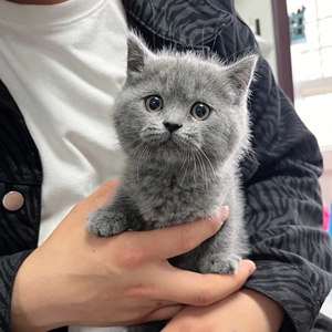 同城自提,自家繁殖蓝猫幼猫.英国短毛猫折耳猫