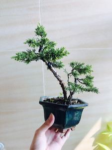 日本黄金系鱼川真柏精品原生掌上微型盆景