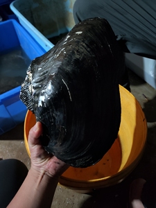 9845人付款淘宝原生鲜活原生河蚌鳑鲏鱼繁殖净化水质除藻可观赏宠物