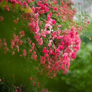 红罗莎莉月季爬藤阳台庭院四季开花藤月季花苗庭院,如图实物发货