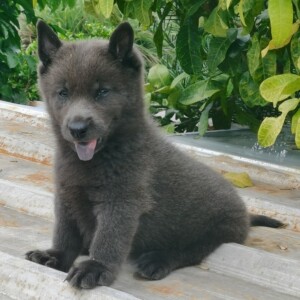 中华田园犬  天花板级蓝精灵,前开后开大骨架,小猛男  种公