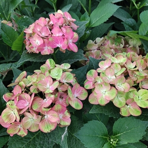 魔幻绿色火焰   绣球老苗 带小花苞 全店两颗包邮