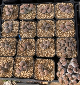 菊纹章多头群生大母本带种夹红窗菊双头大年份生石花pp花