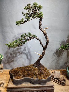 精品济州柏盆景 高度48 冠幅30