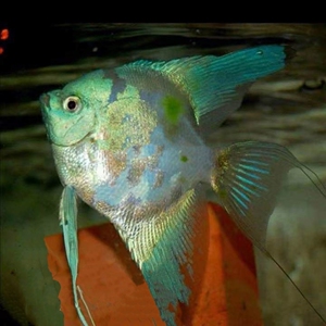 绿巨人神仙鱼