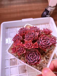 林杰安娜老桩子多肉植物,整桩一体无砍,精控2年以上!