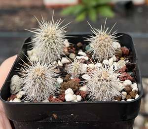 实生仙人球鹿角柱属司虾,刺非常不错,一盆打包60有替