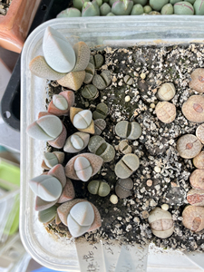 图中左侧 春桃属里的妖玉 挺可爱的 9颗15元