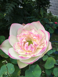 碗莲,上海红,雨花情,新云锦,厦门,江南春,中大型品种,建议