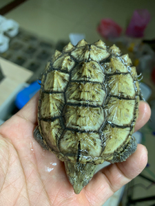 出自家黄金甲杂佛鳄龟,背甲4至5厘米38一个,5至6厘米48