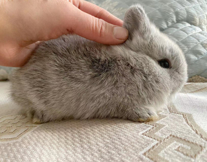 大头浅灰系金吉拉色双血统侏儒兔,自家兔兔繁殖的~可定