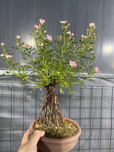 韩国姬蔷薇 老桩老盆口 高提根