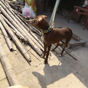 重庆出售普罗特犬图片
