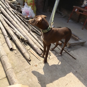 咖啡色普罗特串猎犬,母,没下一次仔,15个月,特殊原因低价处