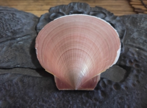 00万家鲜生淘宝李大姐新鲜扇贝肉鲜活冷冻特大蛤蜊花蛤海鲜君日月贝