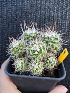 000人付款淘宝白蛇丸仙人球a8721541140.00