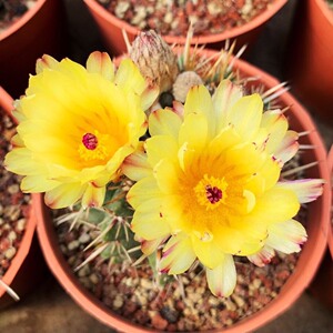 实生狮子丸仙人球,加上刺直径13cm,不算刺直径10cm.满