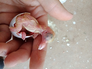 元宝鸽子蛋爱受精蛋