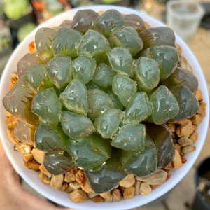 精选龙珠玉露冰灯母本9公分满盆一物一拍带盆土