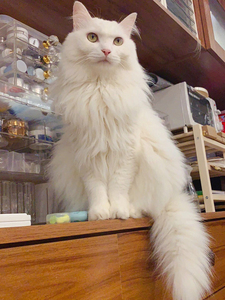 黄眼睛狮子猫(200)爆毛狮子猫 山东狮子猫 临清狮子猫 纯