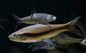 软鳍结鱼  软鳍新光唇  一线金吉罗 黄吉罗  金吉罗鱼