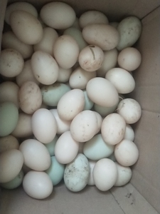 自家养的鸭子   鸭蛋  飞鸭蛋   1.5元一个