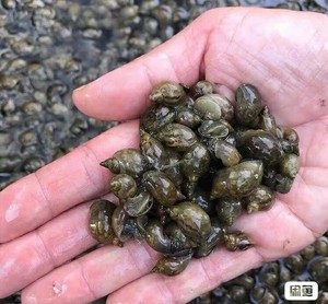 地图螺飘螺草螺原生螺冷水螺水蜗牛薄壳螺狗头豚乌龟活饲料水蛭开