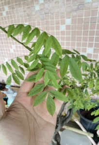 日本九尺紫藤,种植九年,清理价,小叶子,花絮超长,植物活物发