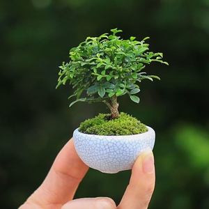 台湾达摩小叶九里香 苔藓微盆景米叶九里香 桌面迷你盆栽 微盆