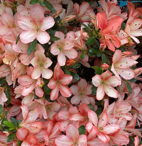 皋月杜鹃「八尺之境」 八尺是皋月非常著名的一款老品种日本皋月