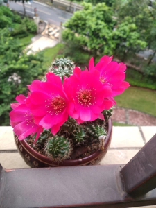 仙人球:仙人球朱丽丸图一为开花图,出图二和开花是同一盆,同品