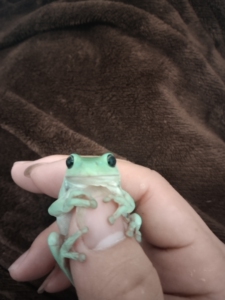 姥爷树蛙活体宠物小青蛙澳洲蓝绿老爷树蛙