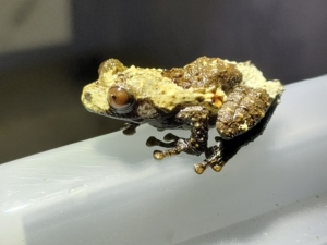 树蛙,鸟屎树蛙成体繁殖对蛙,会随环境变颜色的树蛙繁殖体包邮包