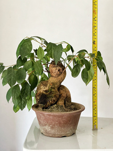 南五味子矮霸盆景,苍老粗壮,主干粗约15厘米,高约35厘米