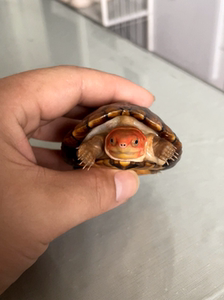 tb683046637608淘宝哈雷拉泥龟   泥龟之王精品头