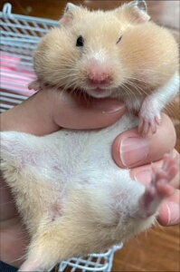 金丝熊,奶牛熊,小仓鼠包活啦