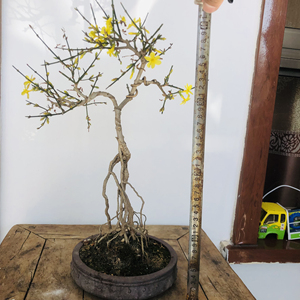 00liuyuhua_1911淘宝龙爪迎春高杆独本老桩,文人树造型古朴雅致