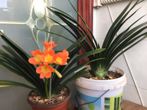 青岛大叶君子兰芽子150 子代100两棵