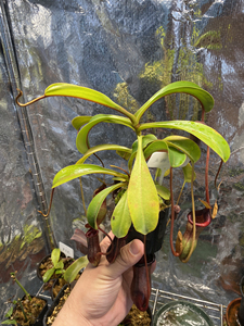 lv猪笼草,黑精灵猪笼草,食虫植物