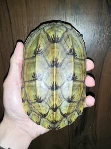 墨西哥蛋龟,巨蛋,背甲16cm,品相如图,实拍实价包邮